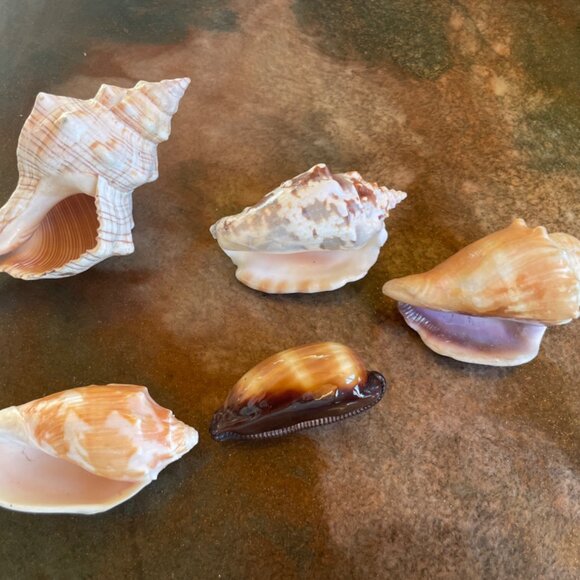 5 Different Sea Shells 1 Sand Dollar w/ Original Painting Signed by Dean Unique - Picture 7 of 13